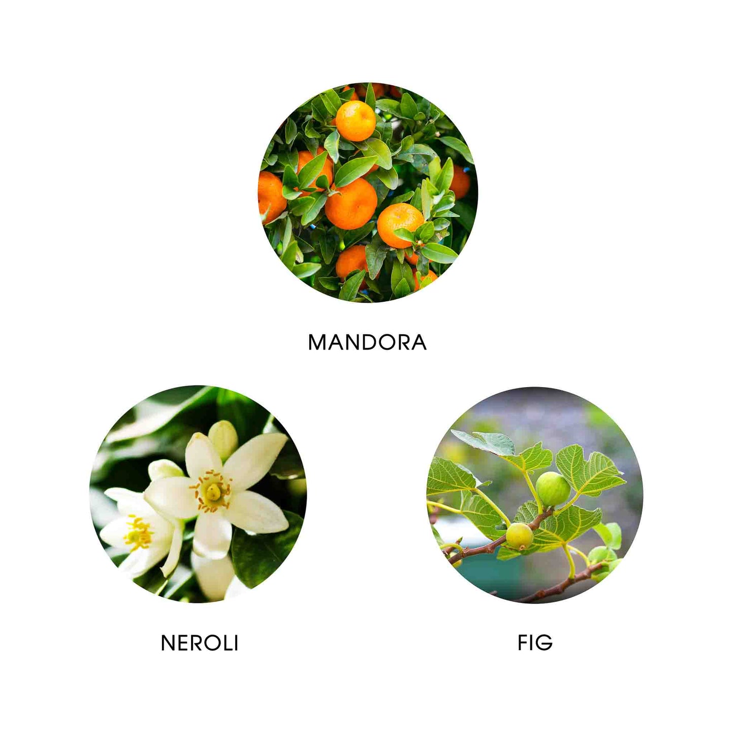 FiiLiT Amante Andalucia Eau de Parfum 11 ml Nachfüllung