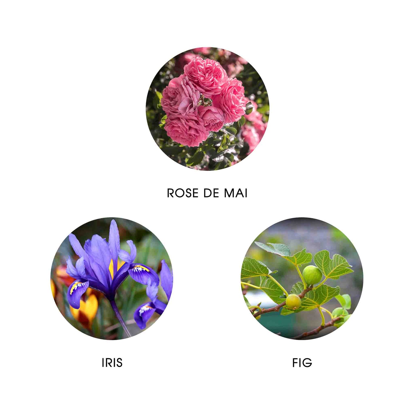 FiiLiT - CAMINA PROVENCE Eau de Parfum 11ml