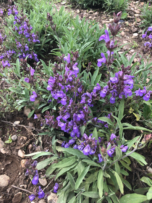 La Ferme Saint-Sylvain Grand Air1