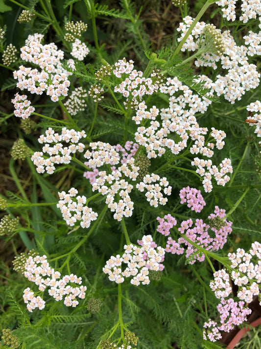 La Ferme Saint-Sylvain Lightness1
