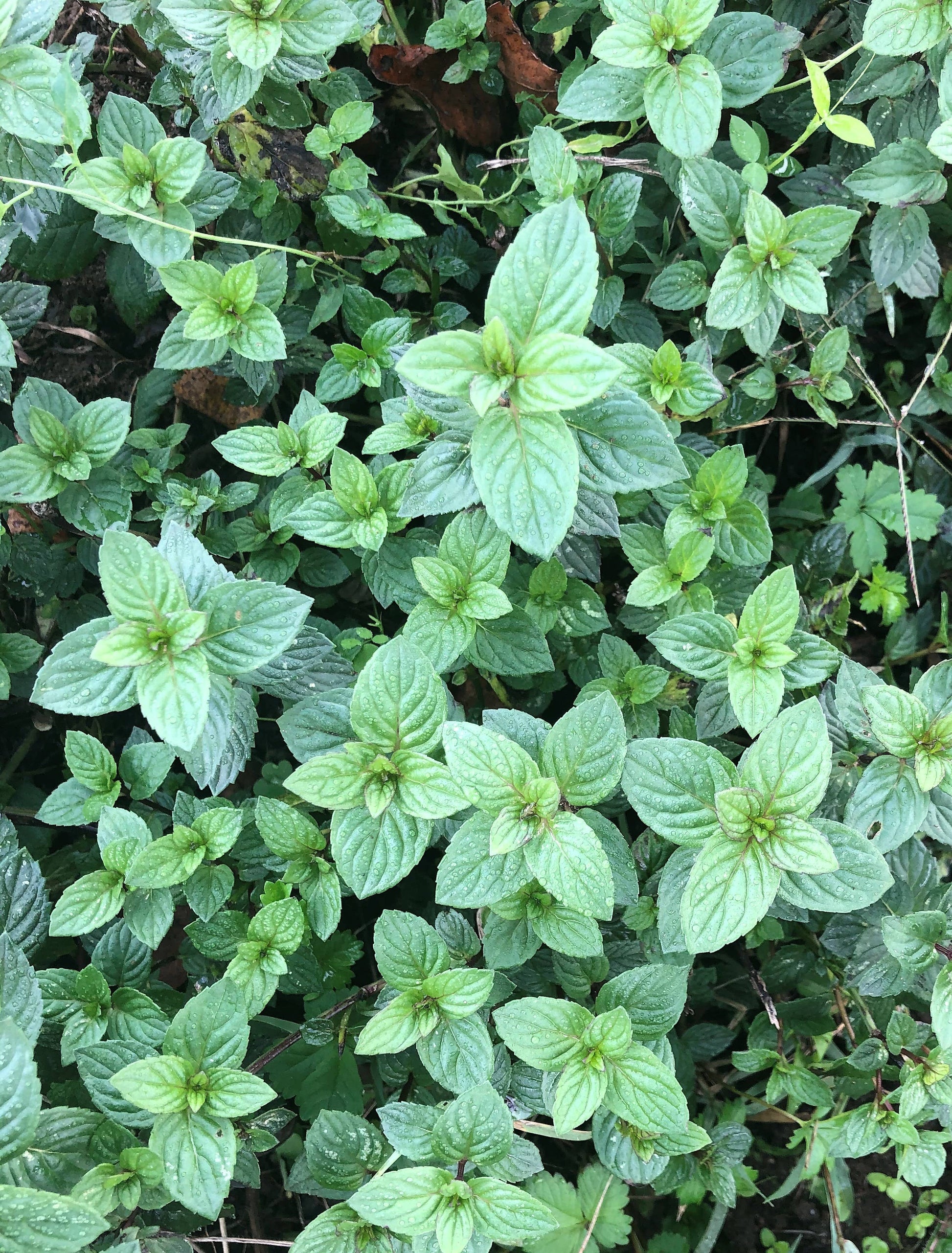 La Ferme Saint-Sylvain Lightness2