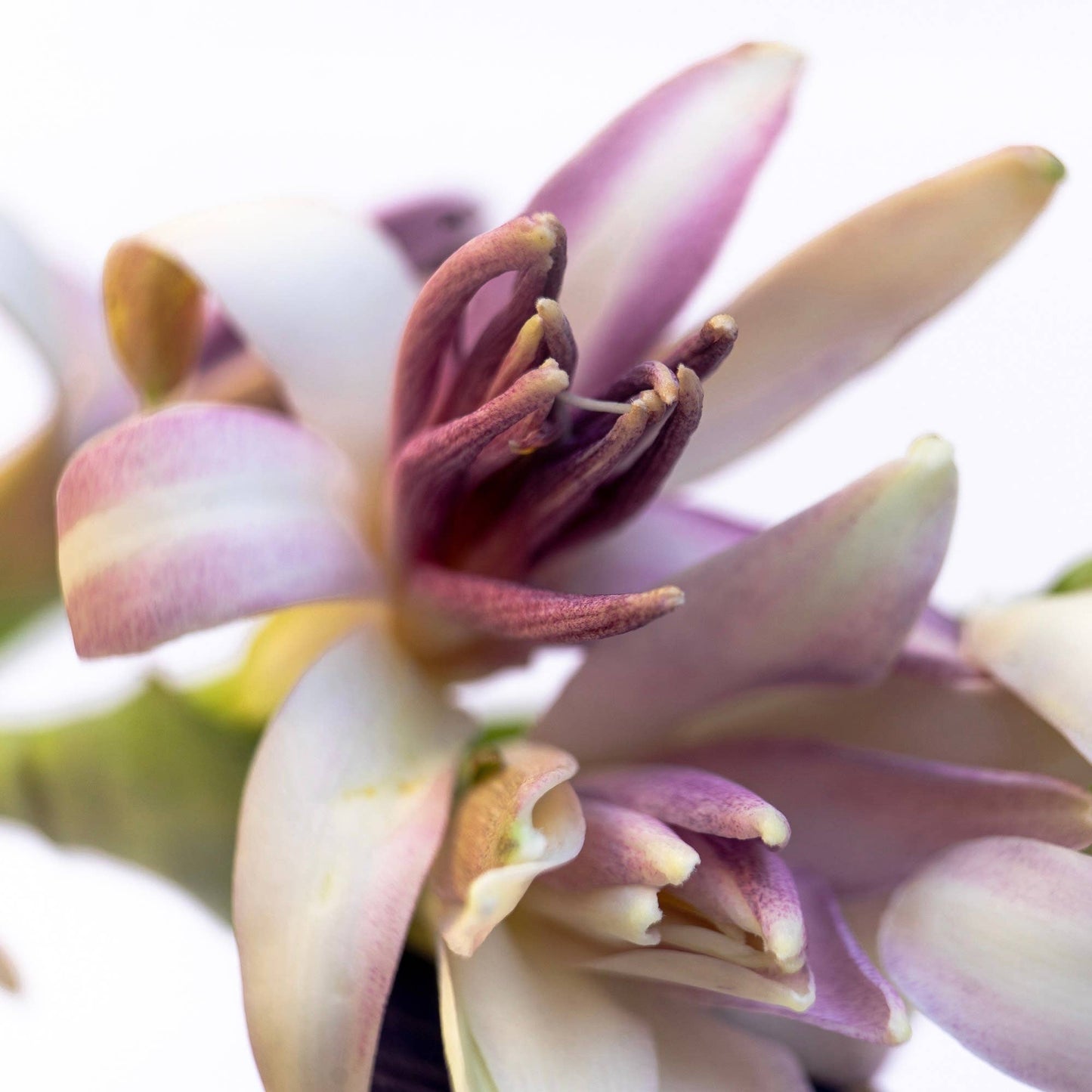 FiiLiT - LA PERLA MAYA YUCATAN Eau de Parfum 11ml