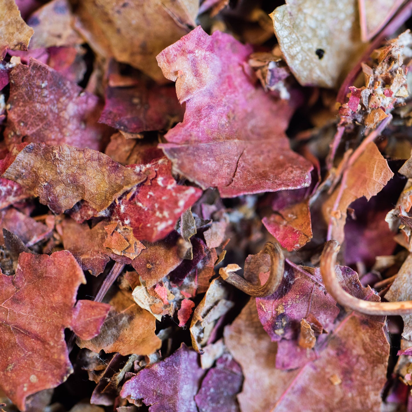 Vigne Rouge Bio-Aufguss – Le Comptoir d’Herboristerie